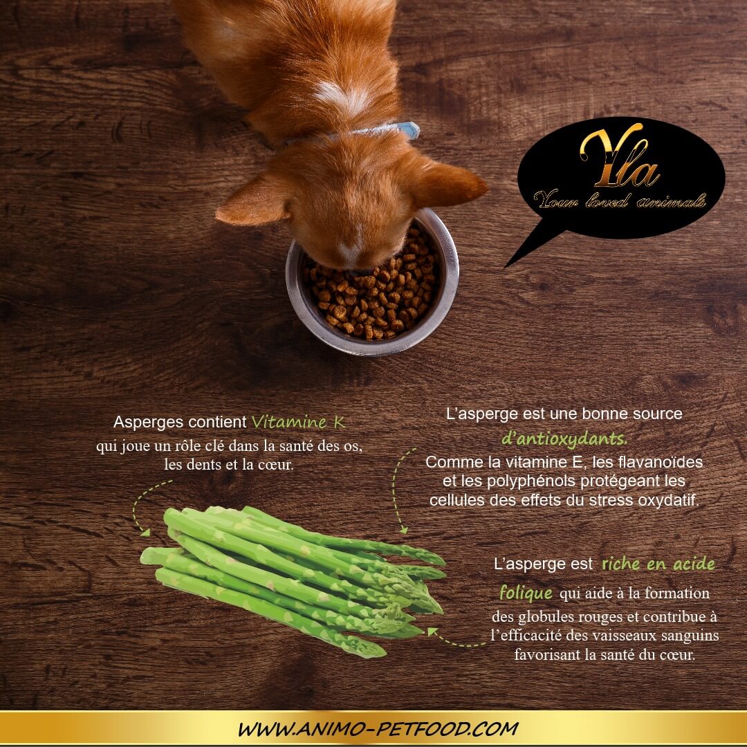 bienfaits de l'asperge pour chien-bienfaits de l'asperge pour chat - légumes chien-legumes chat